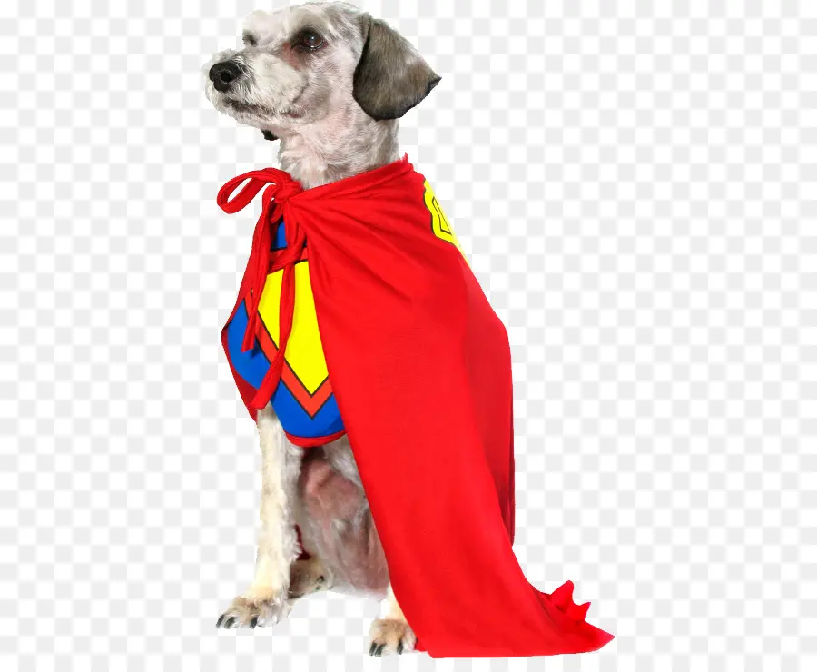 Perro Disfrazado De Superhéroe，Superhéroe PNG