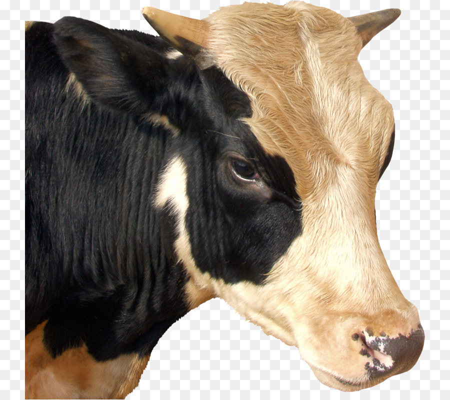 Cabeza De Vaca，En Blanco Y Negro PNG