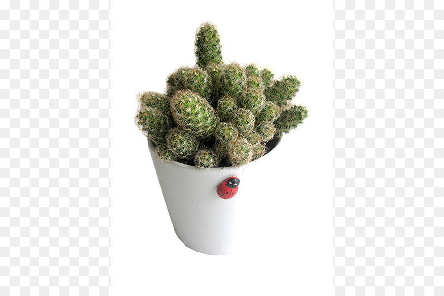 Maceta，Citroën Cactus M PNG