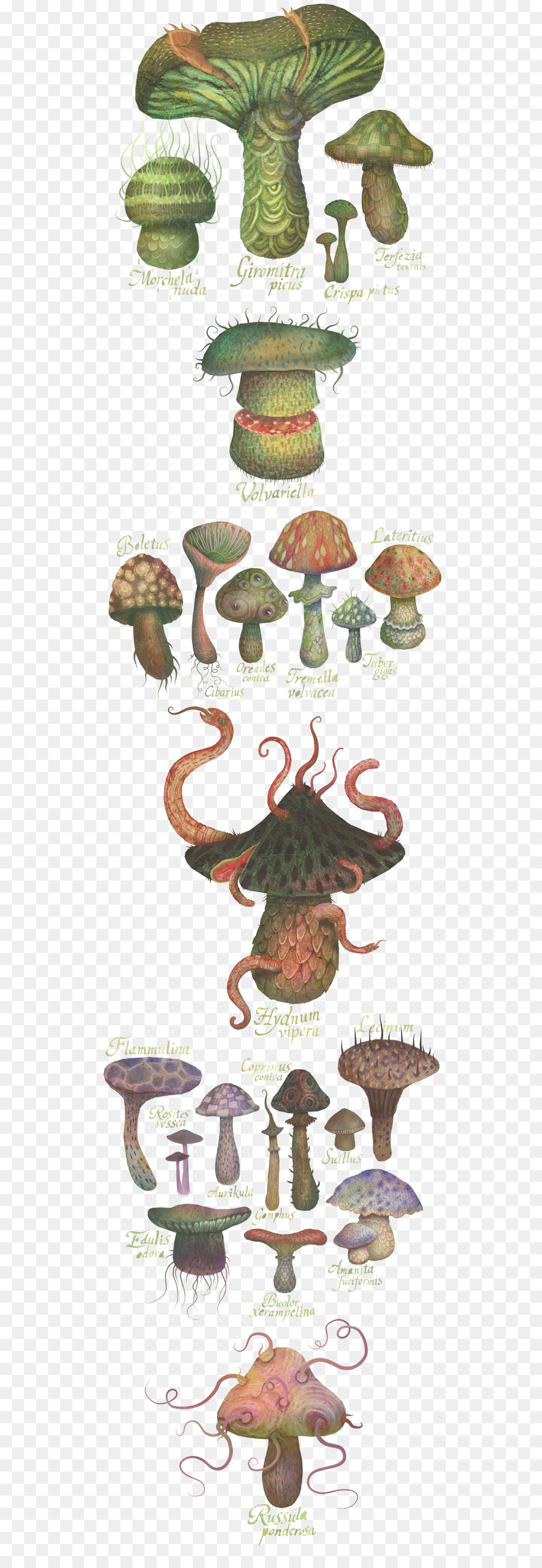 Setas De Fantasía，Hongos PNG