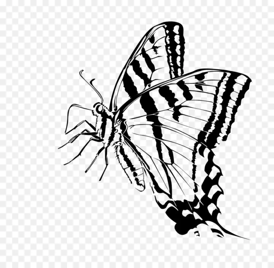 La Mariposa Monarca，La Polilla PNG