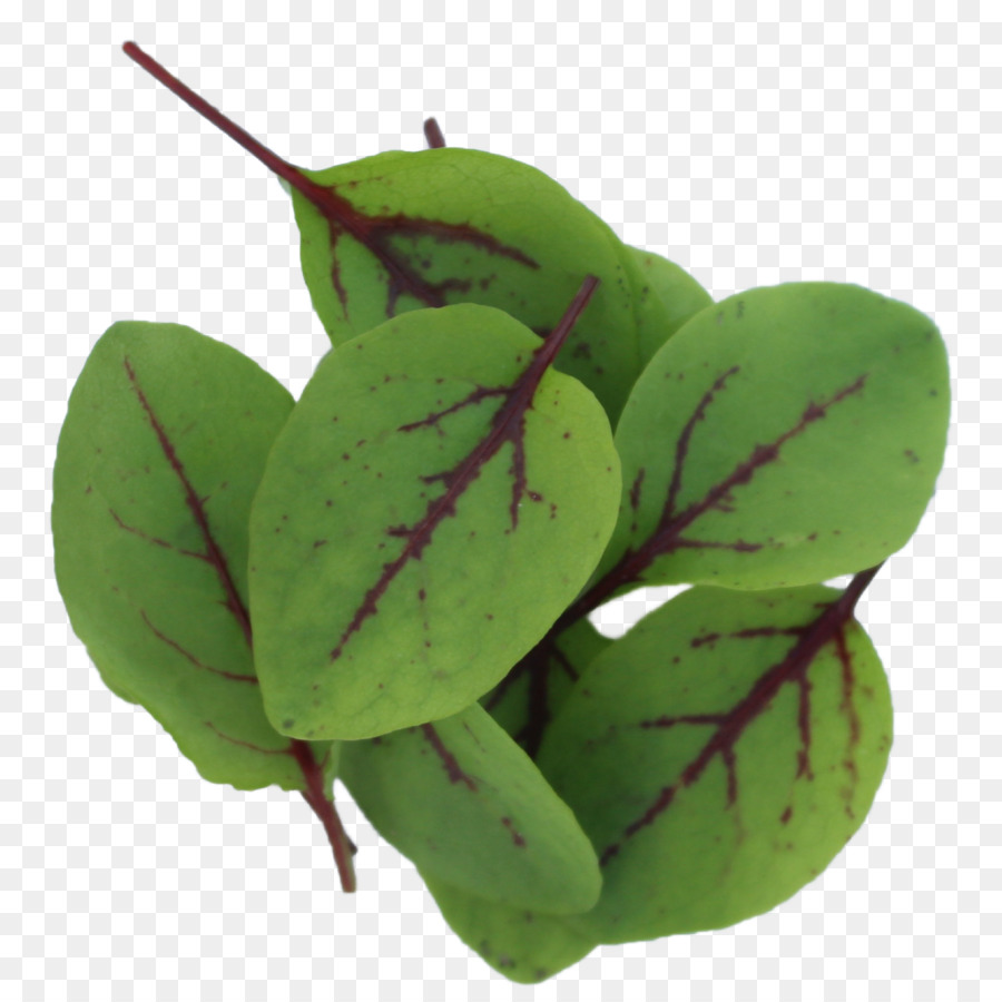 Patologia De Planta，Hoja PNG