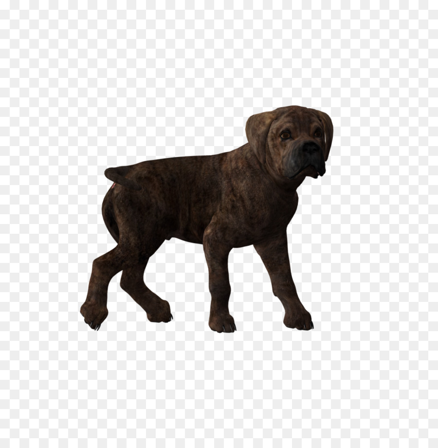 Raza De Perro，Cachorro PNG