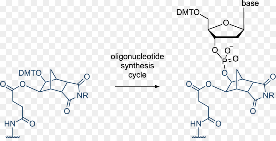 Síntesis De Oligonucleótidos，De Oligonucleótidos PNG