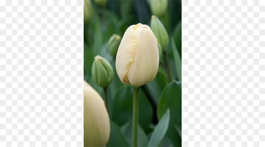 Tulip，Bombilla PNG