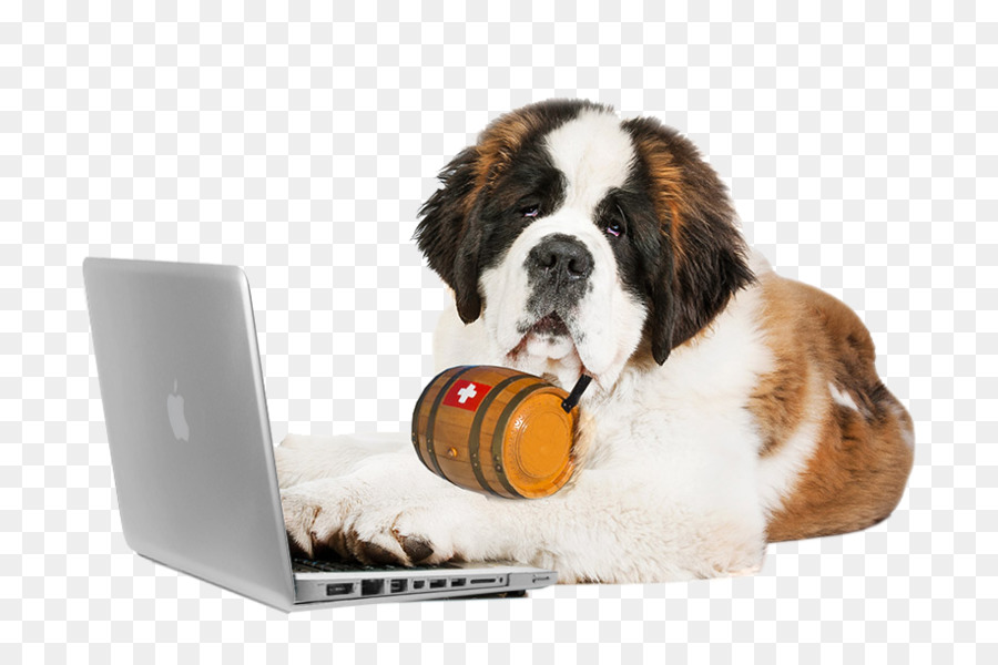 Perro Con Laptop，San Bernardo PNG