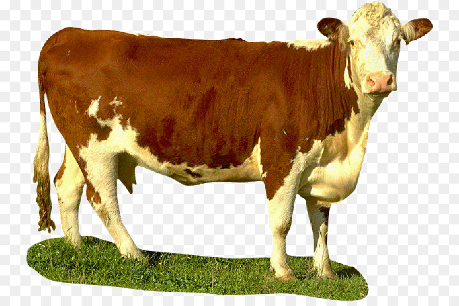 Vacas，Ganado PNG