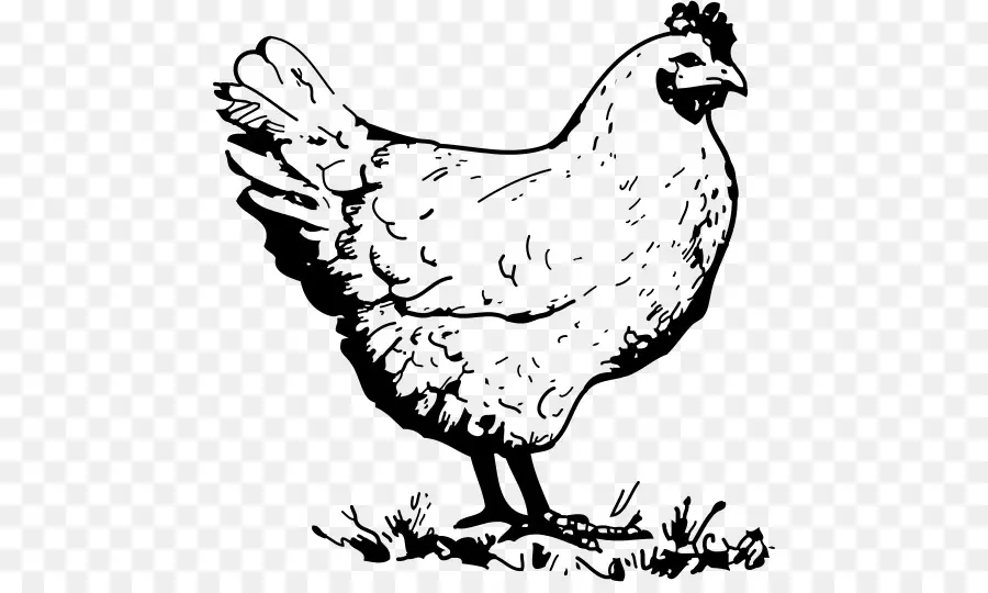 Pollo，Gallina PNG