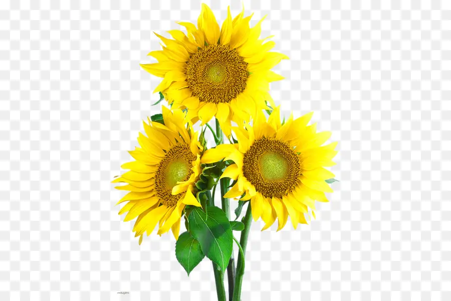 Girasoles，Amarillo PNG