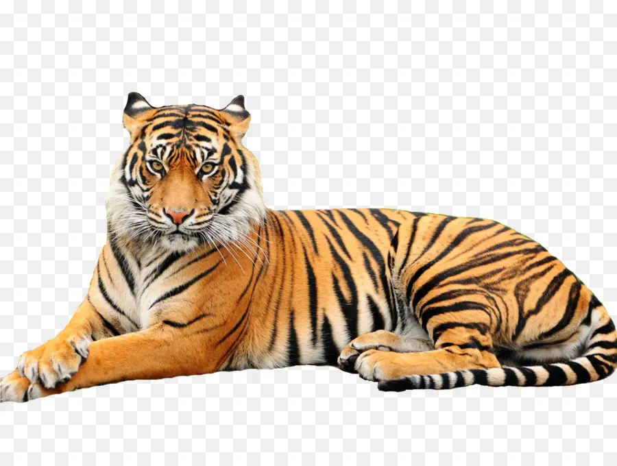 Tigre Blanco，Black Tiger PNG