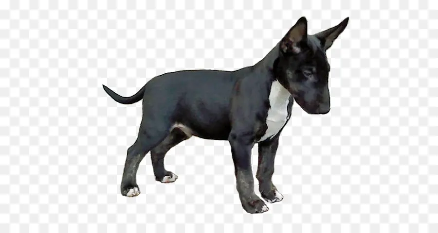 Terrier Inglés Antiguo，Bull Terrier PNG