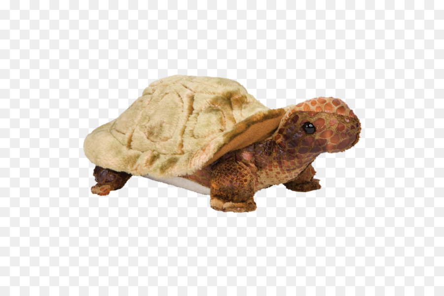 Las Tortugas De Caja，Tortuga PNG