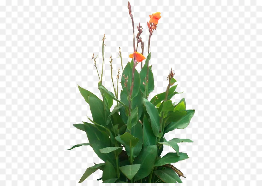 Comestibles Canna，árbol PNG