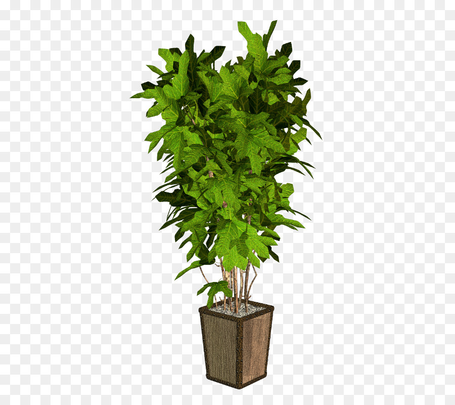 Planta，Arecaceae PNG
