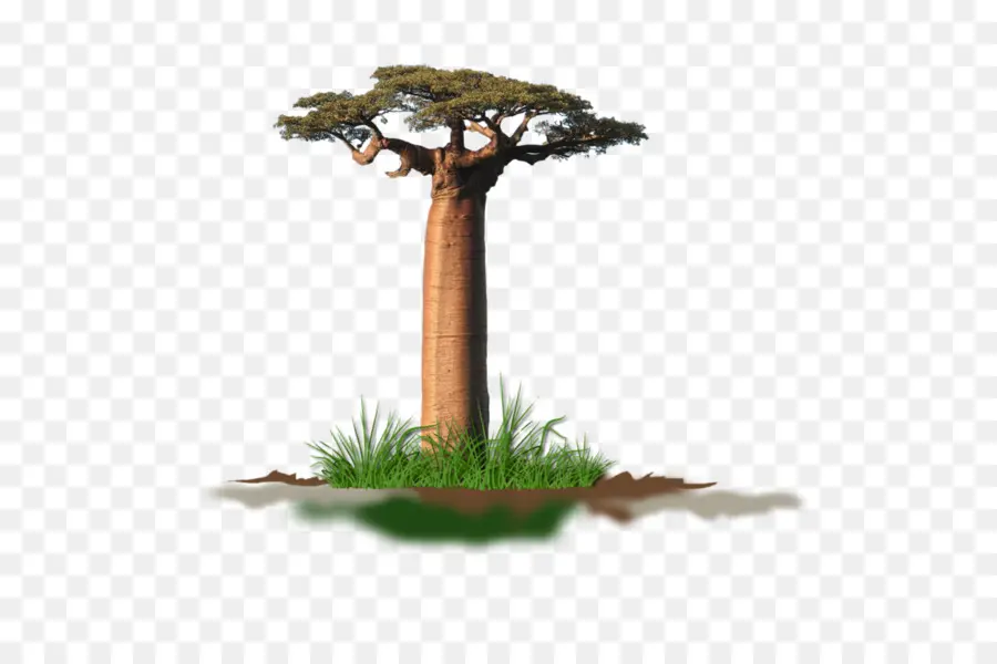 Adansonia Digitata，árbol PNG