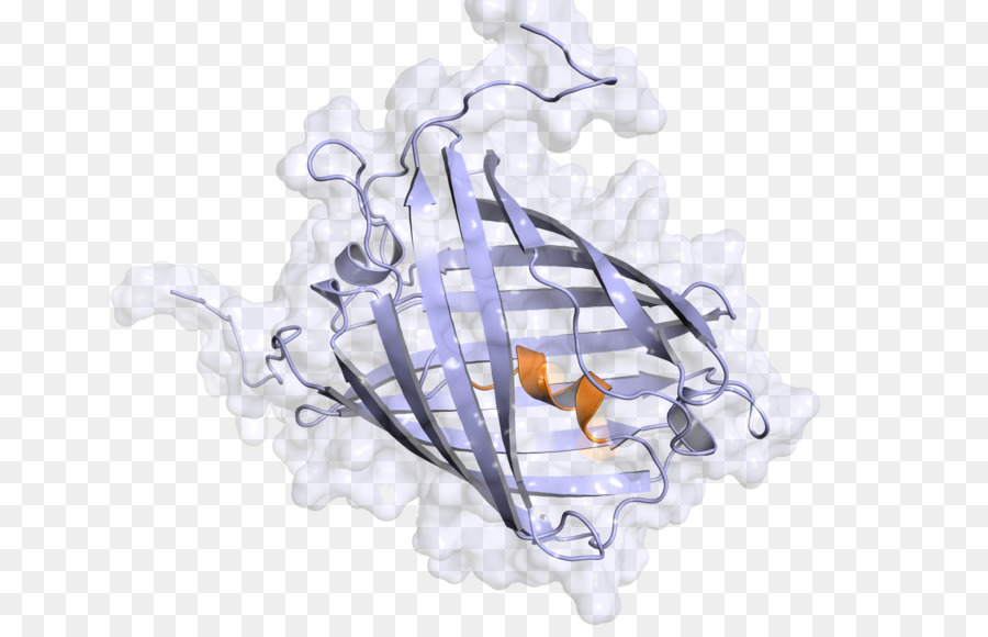 Estructura De La Proteína，Molécula PNG