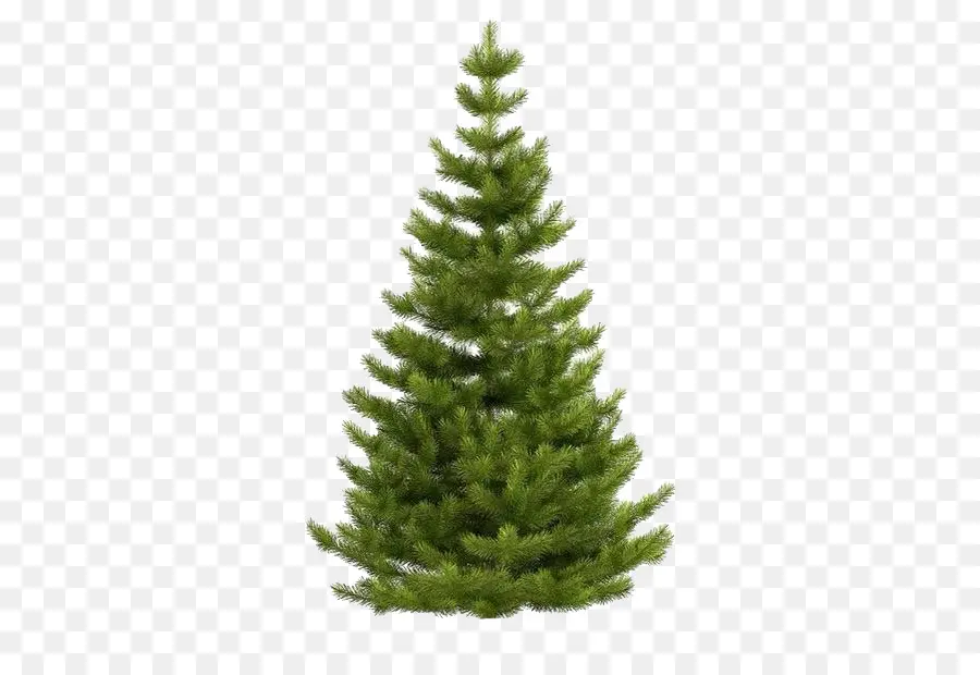 La Picea De Noruega，Blue Spruce PNG