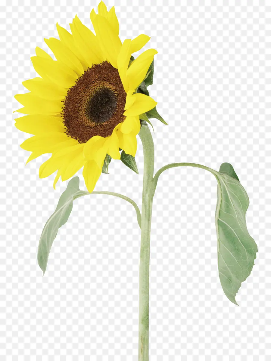 Girasol，Amarillo PNG