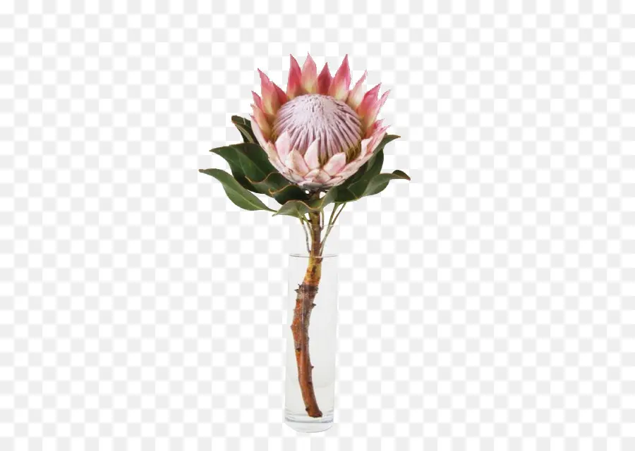 King Protea，Flor PNG