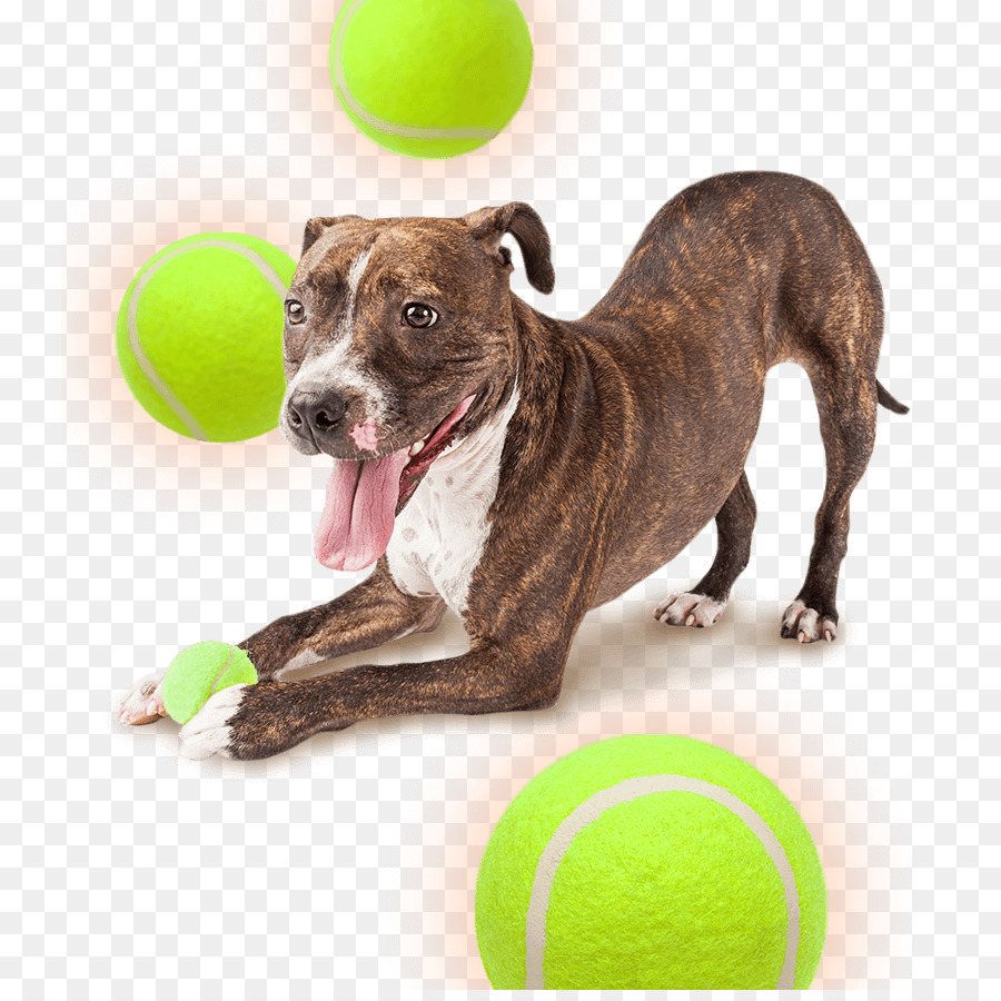 Cachorro，Perro PNG