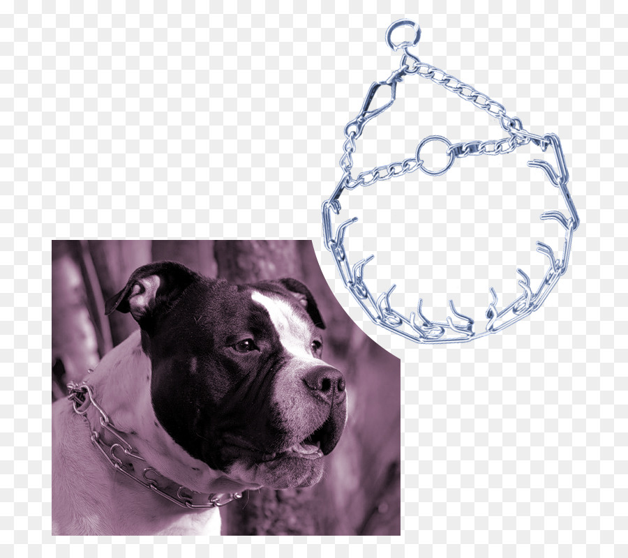 Terrier De Boston，American Pit Bull Terrier PNG