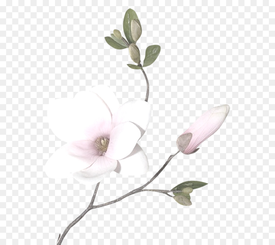 Flor De Magnolia，Florecer PNG