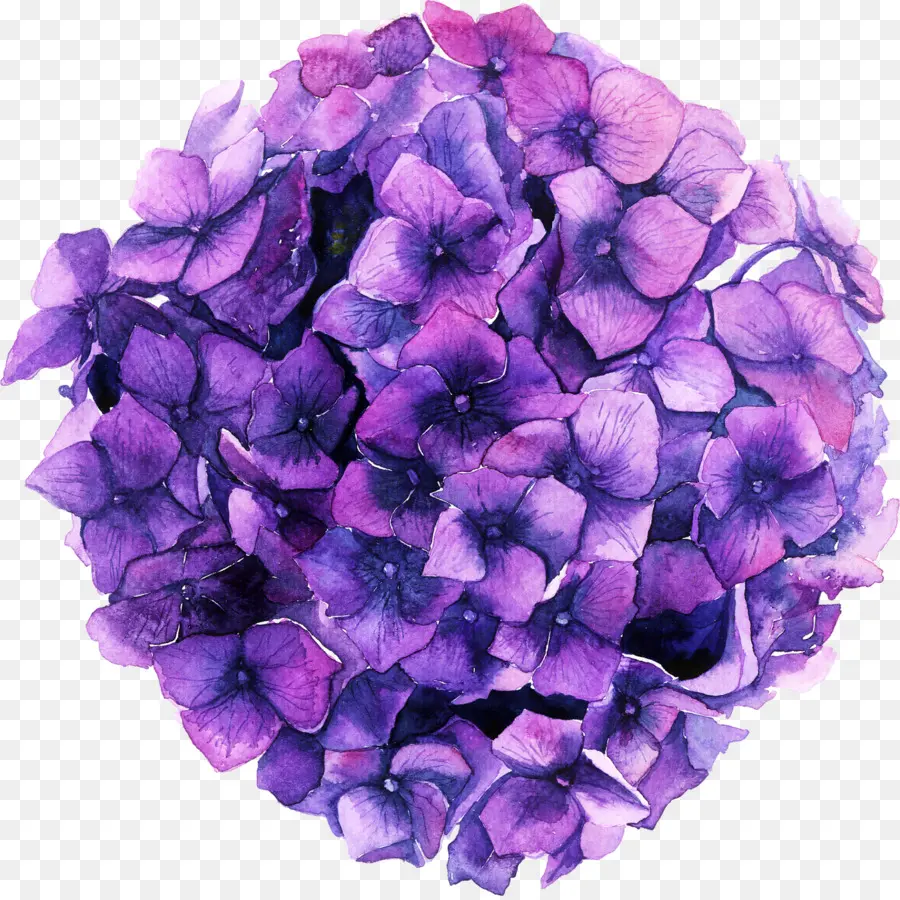 Hortensia，Azul PNG