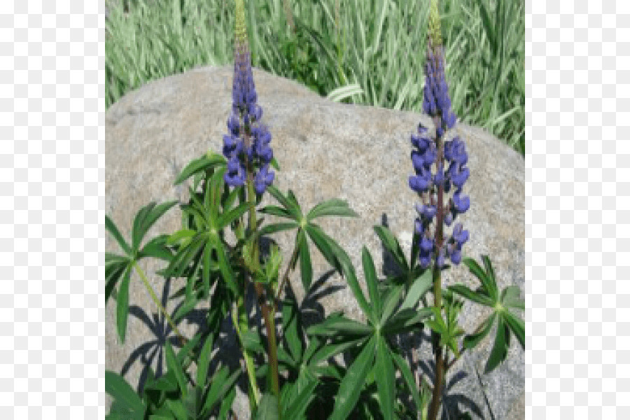 Inglés Lavanda，Bluebonnet PNG