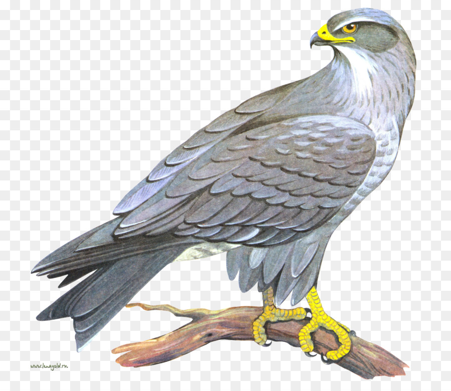 Falcon，Iconos De Equipo PNG