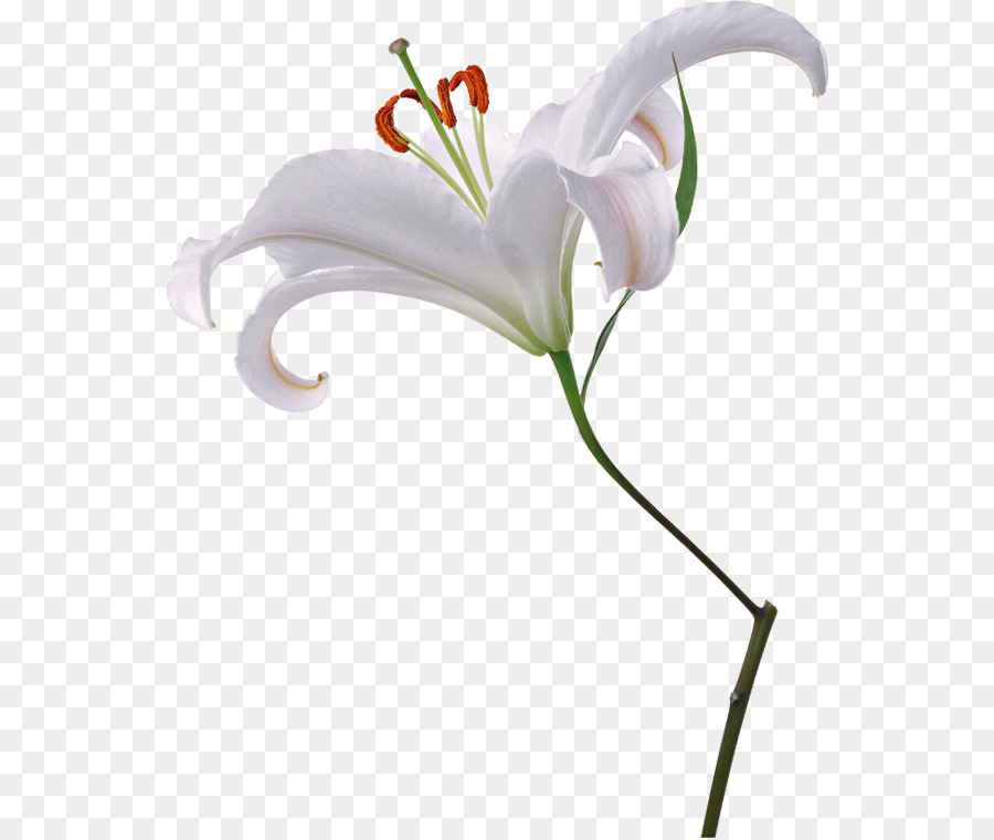 Lilium，Las Flores Cortadas PNG