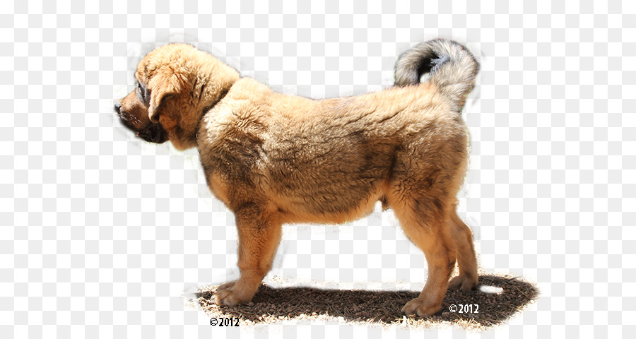 Perro，Mascota PNG