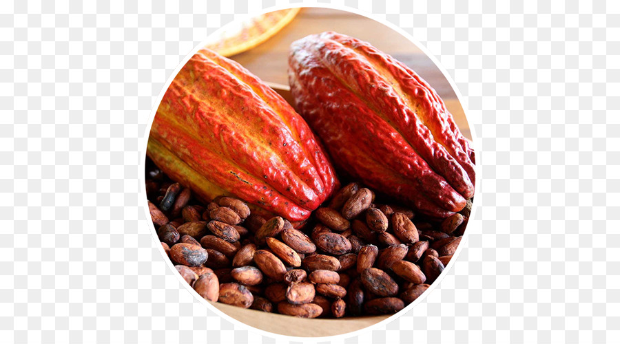 árbol Del Cacao，Chocolate PNG