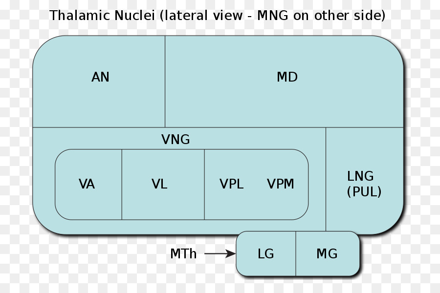 El Tálamo，Anterior Núcleos Del Tálamo PNG