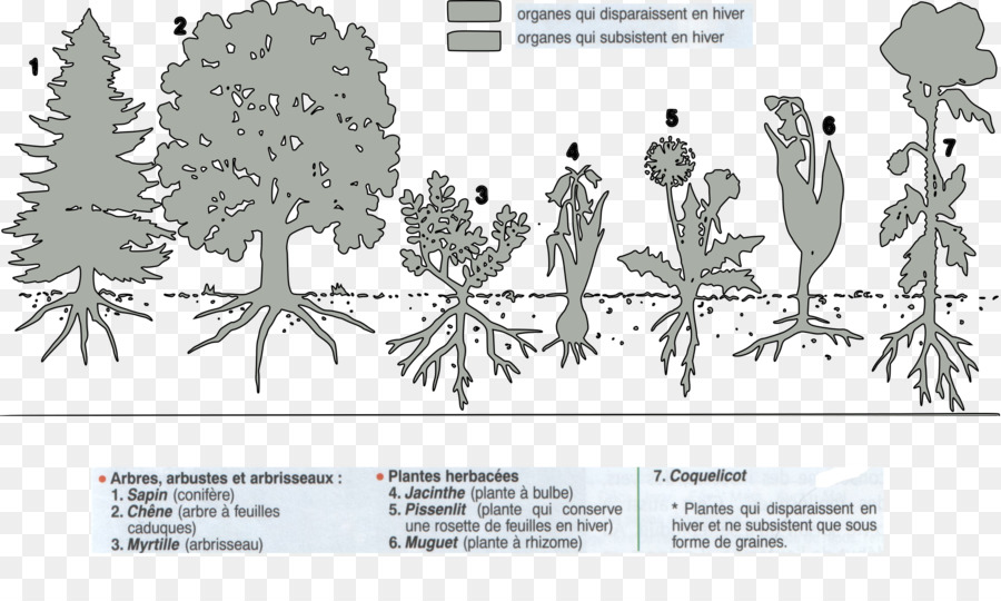 Planta Perenne，Planta Anual PNG