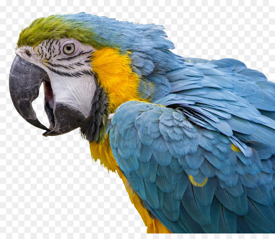 Pájaro，Guacamayo PNG