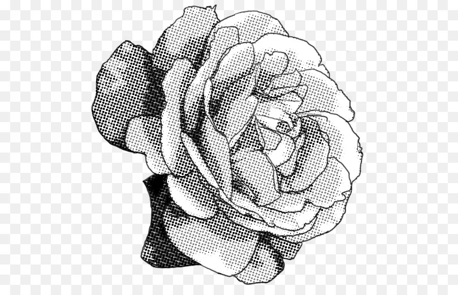 Rosa，En Blanco Y Negro PNG