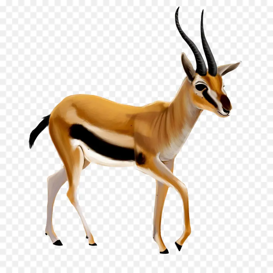 Gazelle，Springbok PNG