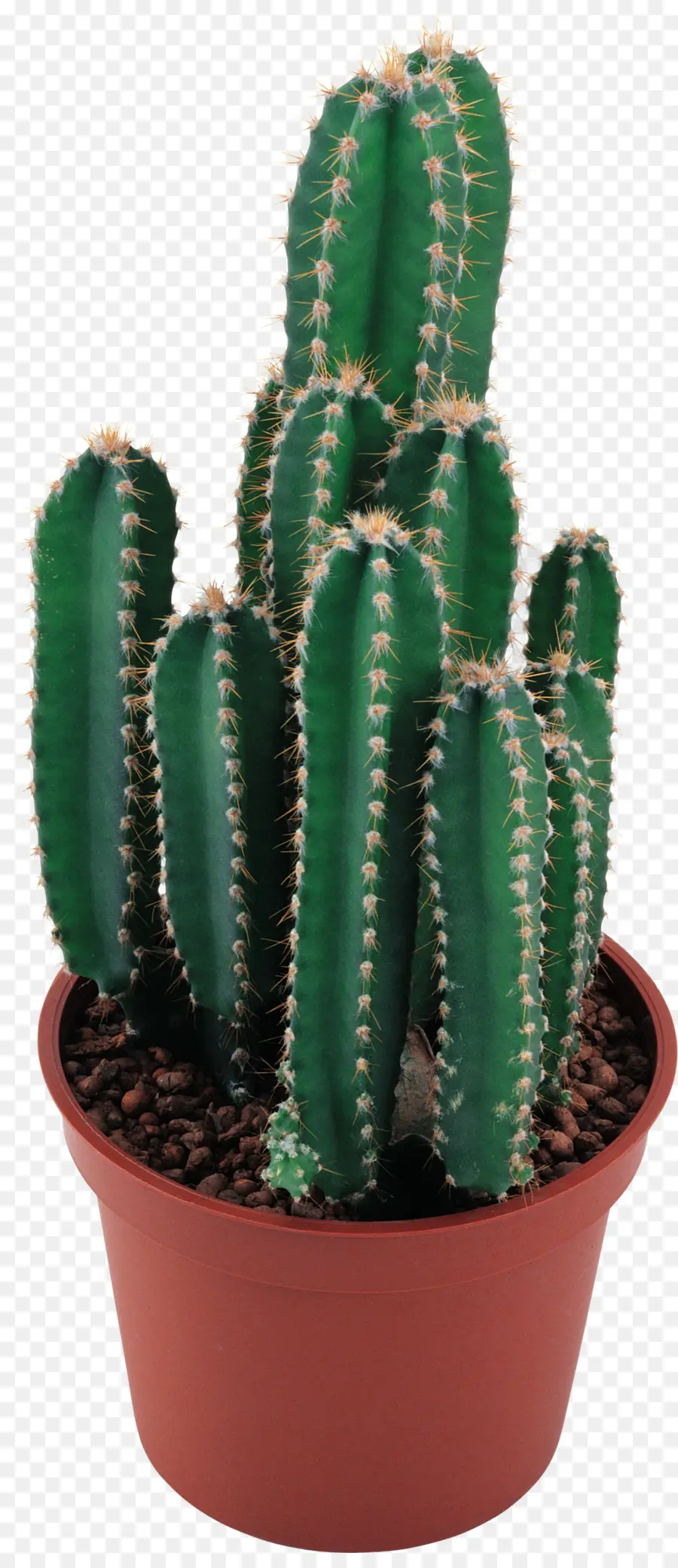 Cactaceae，Representación PNG