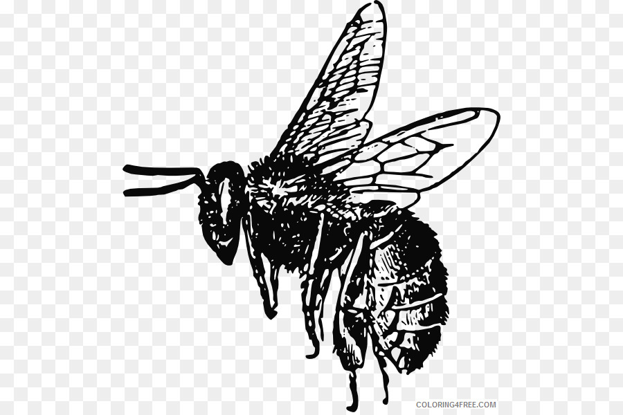 Abeja，Insecto PNG