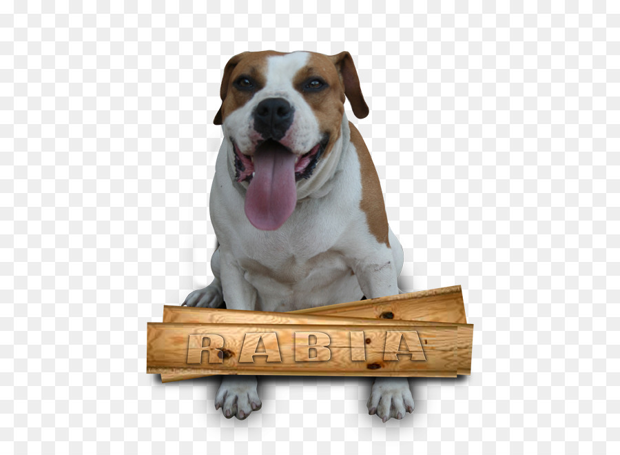 Raza De Perro，Cachorro PNG