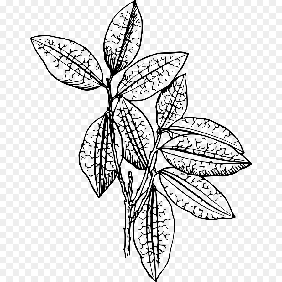 Planta，Dibujo PNG