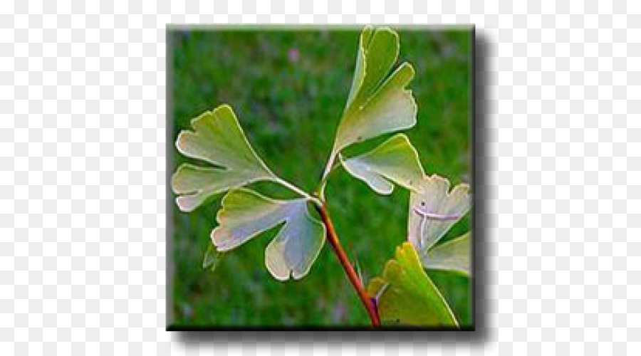 Hoja，Árbol PNG