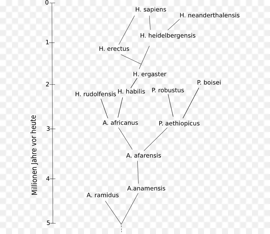 Gráfico De Evolución Humana，Evolución PNG