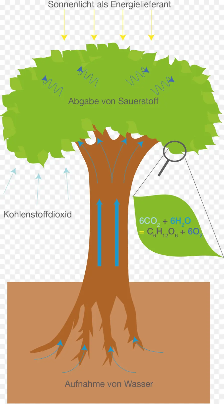 árbol，Fotosíntesis PNG