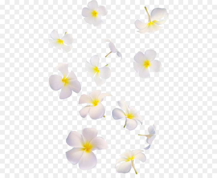 Flores Blancas，Florecer PNG