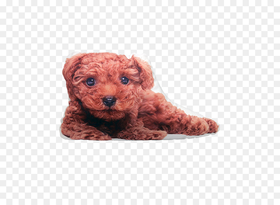 Caniche Toy，En Miniatura Caniche PNG