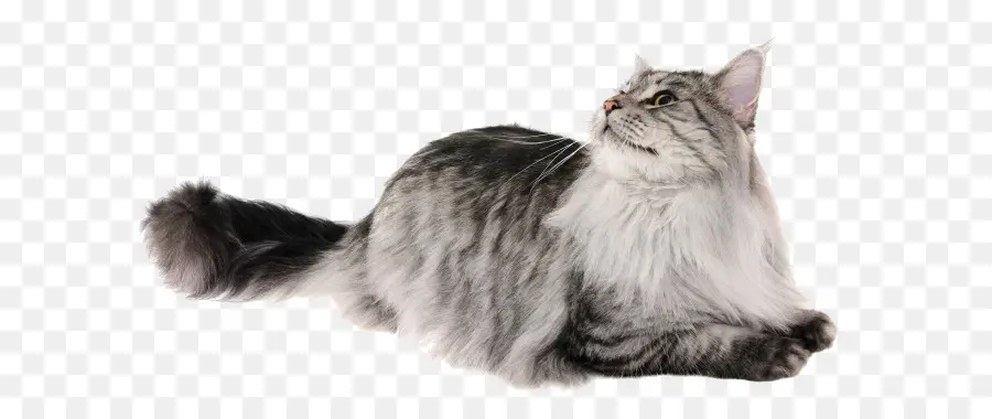 Maine Coon，Gato Himalaya PNG