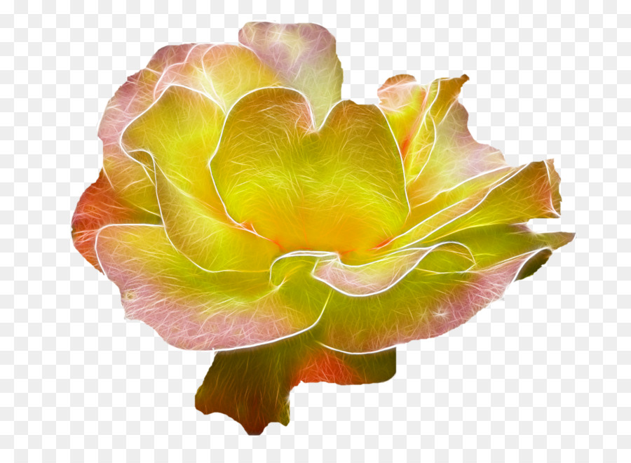 Rosas De Jardín，Flor PNG