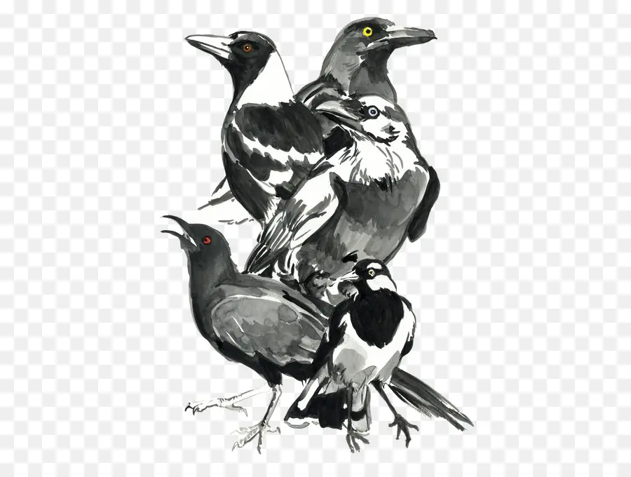 Pájaros Blancos Y Negros，Plumas PNG