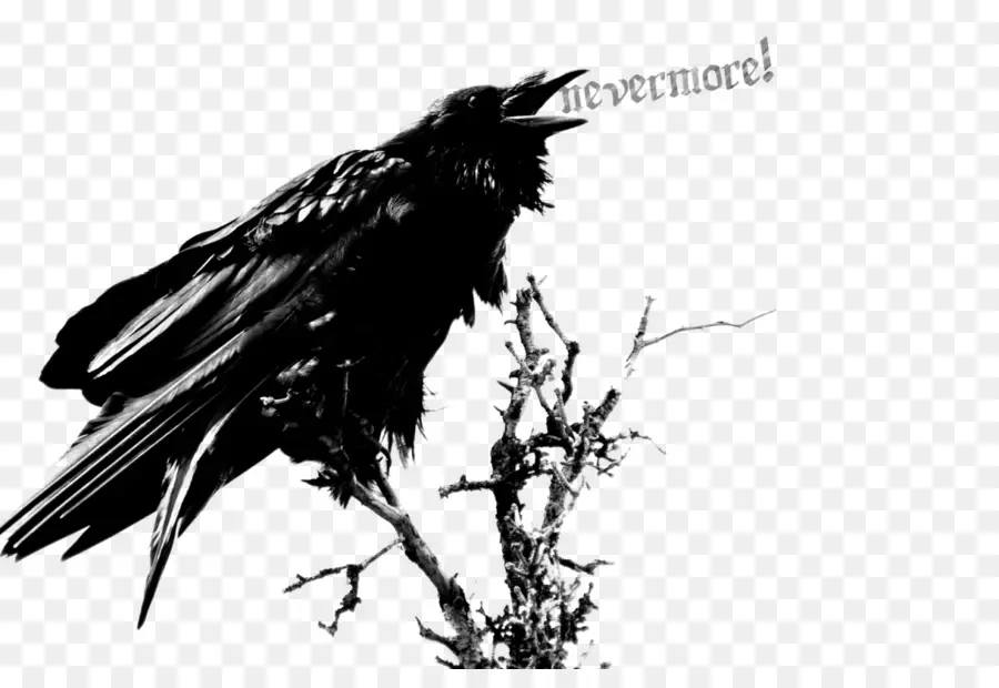 Raven，Edgar Allan Poe La Vez Después De La Medianoche PNG